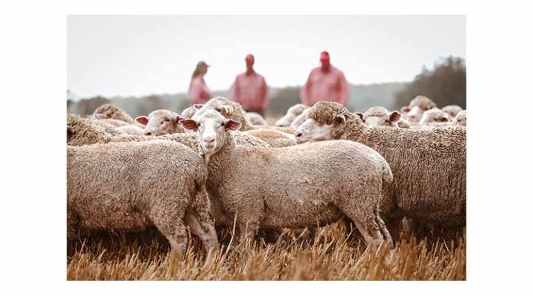 Sheepmeat Market Outlook Summer 2025