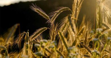 Rabi Crop Sowing Exceeds 479 Lakh Hectares