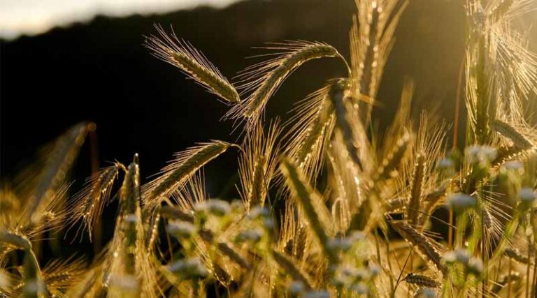 Rabi Crop Sowing Exceeds 479 Lakh Hectares