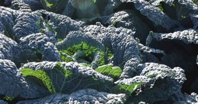 Simon's Seasonal Insights - Rain Relief Bring Unwelcome Brassica Disease Increase