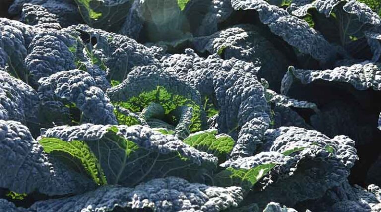 Simon's Seasonal Insights - Rain Relief Bring Unwelcome Brassica Disease Increase