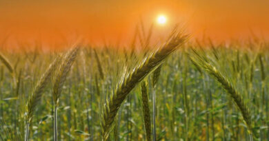 Financial Assistance for Crop Failure under Prime Minister Fasal BimaYojna