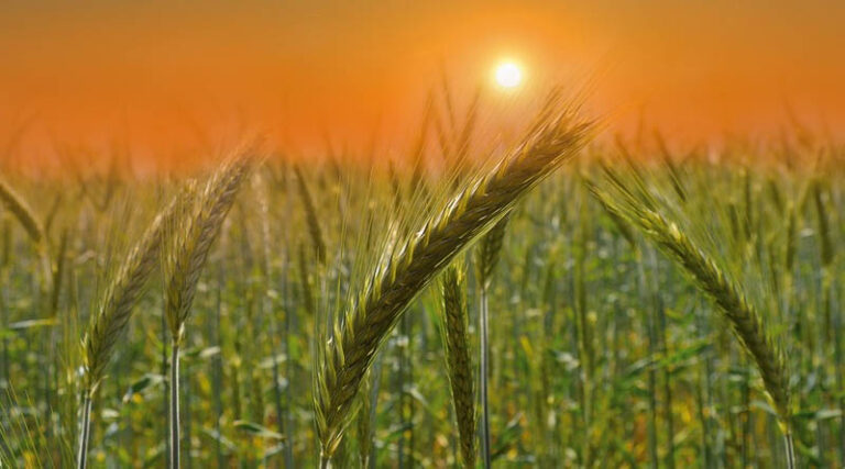 Financial Assistance for Crop Failure under Prime Minister Fasal BimaYojna