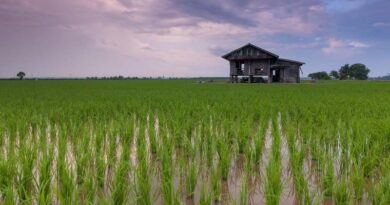 Strengthening Agricultural Growth