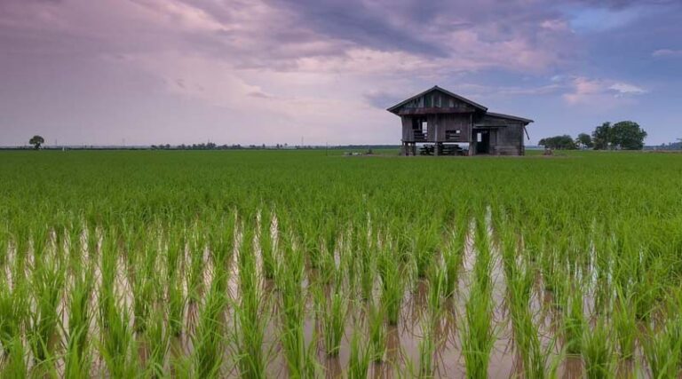 Strengthening Agricultural Growth