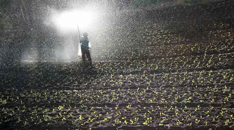 Production of Organic Fertilizers