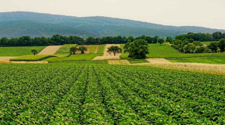 Implementation of Legally Guaranteed Minimum Support Price