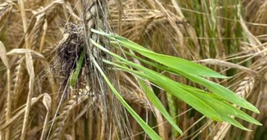 A New Study Reveals Breakthrough In Barley Genetics
