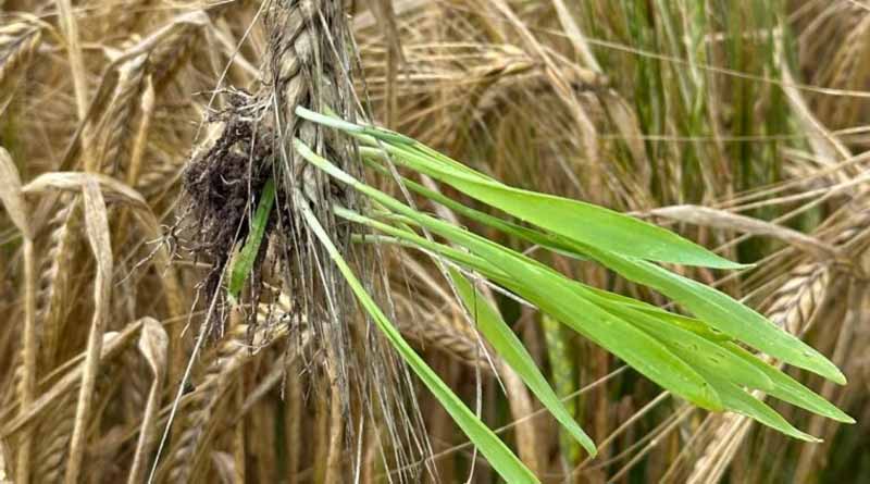 A New Study Reveals Breakthrough In Barley Genetics
