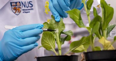 NUS Scientists Create Microneedle System To Deliver Biofertiliser Directly Into Plants, Boosting Growth With Less Waste