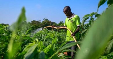 Five Ways Africa’s Opportunity Crops Can Shape the Future of Food