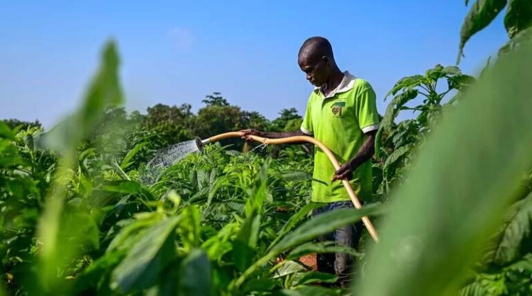 Five Ways Africa’s Opportunity Crops Can Shape the Future of Food