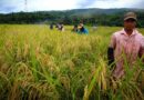 The Future Of Rice Depends On The Nature-Climate-Food Nexus