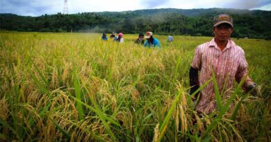 The Future Of Rice Depends On The Nature-Climate-Food Nexus