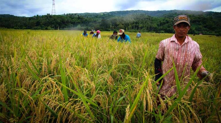 The Future Of Rice Depends On The Nature-Climate-Food Nexus