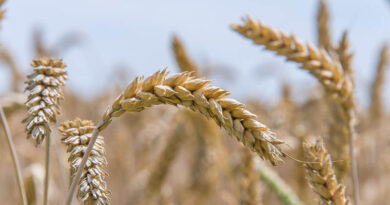 Why Farmers in Madhya Pradesh Are Searching for Wheat Variety MP 3465