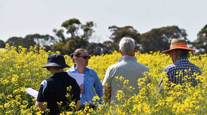 Driving Change In Northern Grains: Pilot Explores Extension Capacity