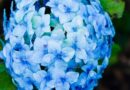 The Tool That Helped Save Colombia’s Hydrangea Industry