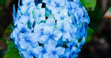The Tool That Helped Save Colombia’s Hydrangea Industry