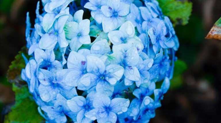 The Tool That Helped Save Colombia’s Hydrangea Industry