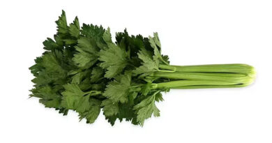 Organic Celery: Robust, Fungus-Resistant Varieties Organic Celery: Robust, Fungus-Resistant Varieties
