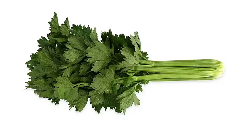 Organic Celery: Robust, Fungus-Resistant Varieties