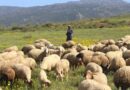 Strengthening Sheep and Goat Breeding in Tunisia