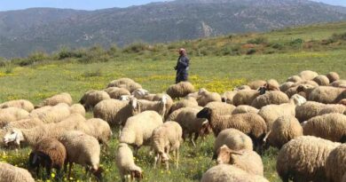 Strengthening Sheep and Goat Breeding in Tunisia