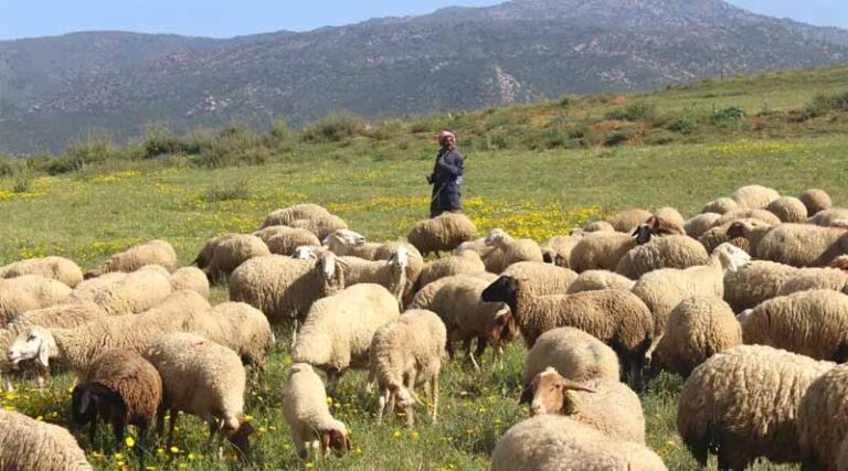 Strengthening Sheep and Goat Breeding in Tunisia