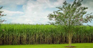 Sugarcane Cultivation Sugarcane Cultivation