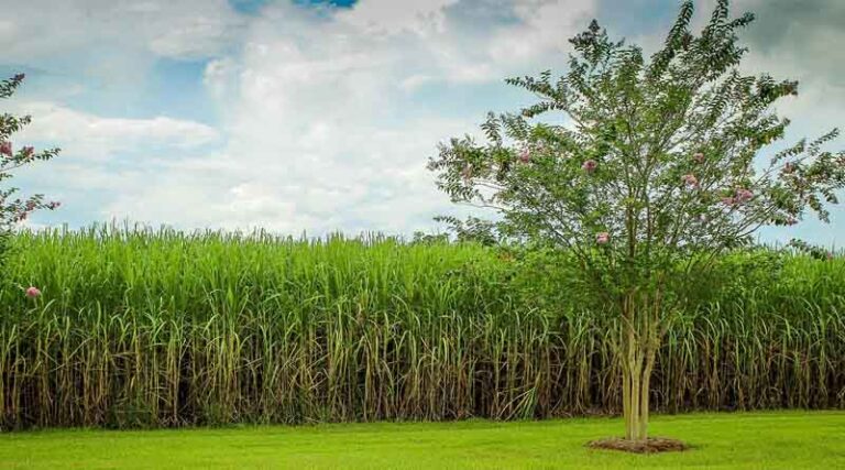 Sugarcane Cultivation