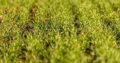 Increasing Coverage of Crops under Minimum Support Price