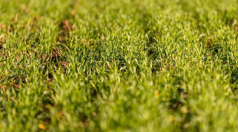 Increasing Coverage of Crops under Minimum Support Price