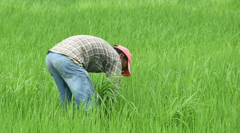 Support to Farmers to Enhance Sustainability of Agriculture