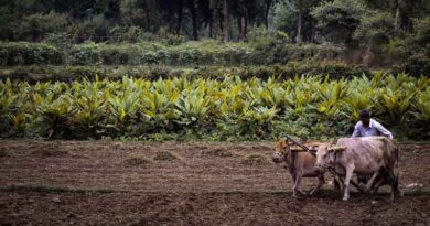 National Makhana Board Holds First Meeting; ₹476-crore Central Sector Scheme Rolled Out For Holistic Development Of Makhana Sector National Makhana Board Holds First Meeting; ₹476-crore Central Sector Scheme Rolled Out For Holistic Development Of Makhana Sector