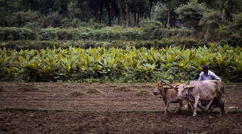 National Makhana Board Holds First Meeting; ₹476-crore Central Sector Scheme Rolled Out For Holistic Development Of Makhana Sector