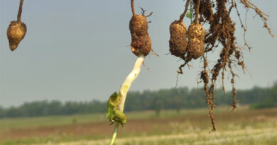 New Genomic Discovery from ICRISAT Could Save Farmers Millions by Preventing Groundnut Sprouting Before Harvest