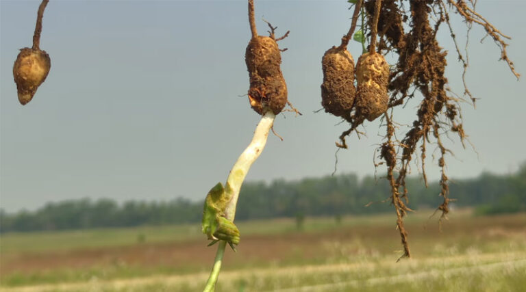 New Genomic Discovery from ICRISAT Could Save Farmers Millions by Preventing Groundnut Sprouting Before Harvest