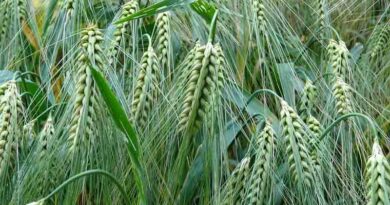 Sparkler - Highest Yielding Soft Wheat Variety on AHDB RL | Early Farm Insights