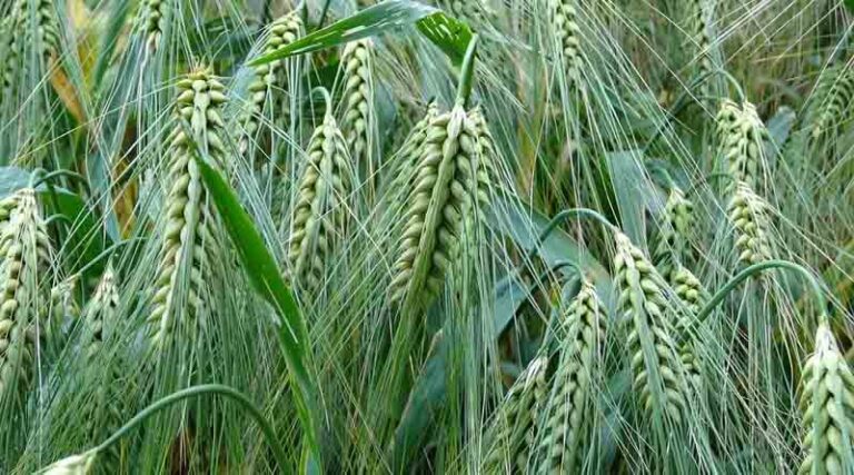 Sparkler - Highest Yielding Soft Wheat Variety on AHDB RL | Early Farm Insights