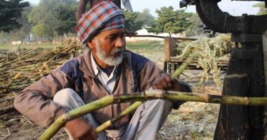Indian Sugar Production Jumps 28%, but Falling Prices Raise Alarm for Mills and Farmers