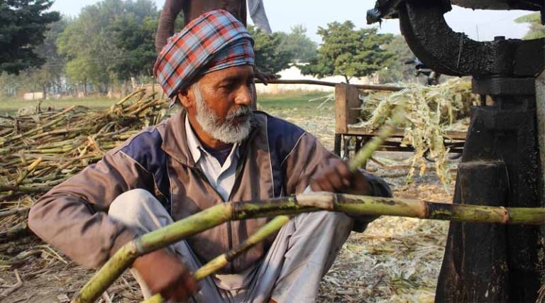 Indian Sugar Production Jumps 28%, but Falling Prices Raise Alarm for Mills and Farmers