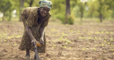Government Strengthens Farmer Income Support Through MSP and Procurement