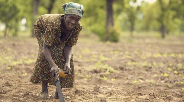 Government Strengthens Farmer Income Support Through MSP and Procurement