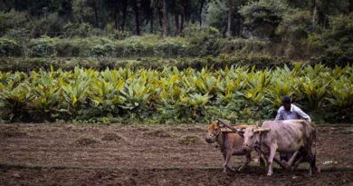 Agmarknet and e-NAM Empower Farmers with Real-Time Mandi Price Information Agmarknet and e-NAM Empower Farmers with Real-Time Mandi Price Information