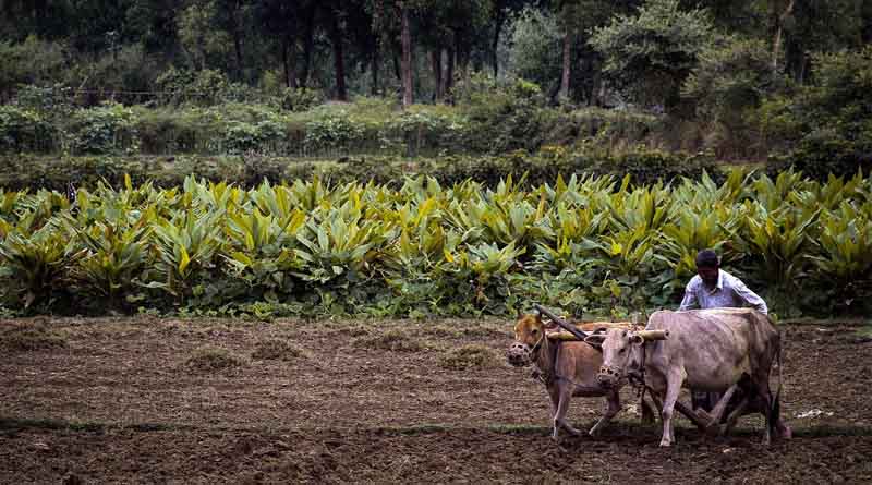 Agmarknet and e-NAM Empower Farmers with Real-Time Mandi Price Information