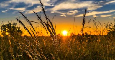 Seeds Bill, 2025 Safeguards Farmers’ Rights and Strengthens Seed Quality Regulation Seeds Bill, 2025 Safeguards Farmers’ Rights and Strengthens Seed Quality Regulation