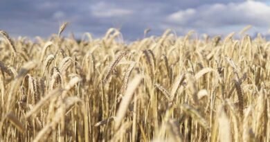 Haryana to Register 1.38 Crore Farmers Under AgriStack; OTP-Aadhaar Based Registration*