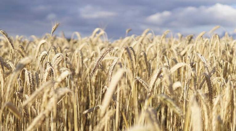 Haryana to Register 1.38 Crore Farmers Under AgriStack; OTP-Aadhaar Based Registration*