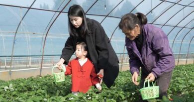 Sweet Winter Days In Cangxi: Strawberry Picking & Scenic Check-ins Await